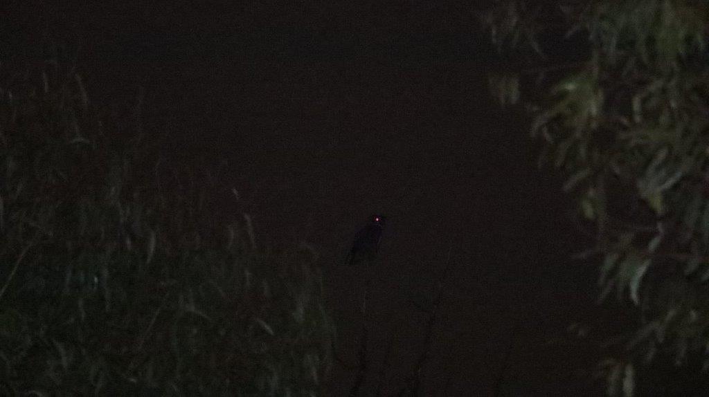 A bird standing on a stick

Description automatically generated