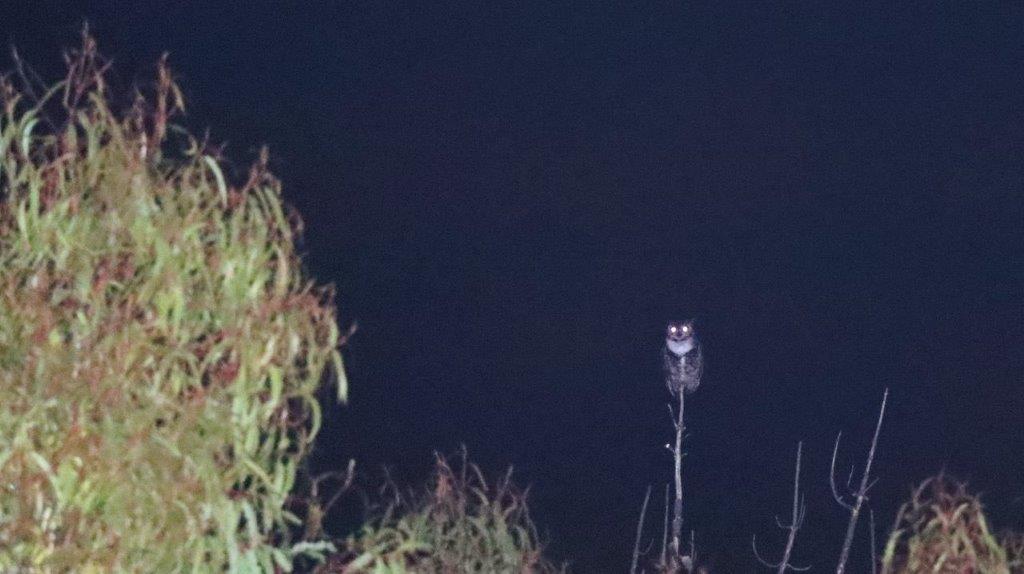 A owl on a branch at night

Description automatically generated