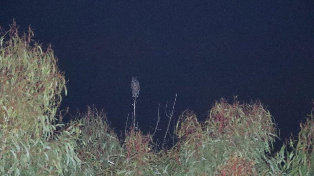 A tall grass and bushes at night

Description automatically generated
