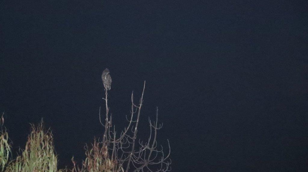A owl perched on a tree branch

Description automatically generated