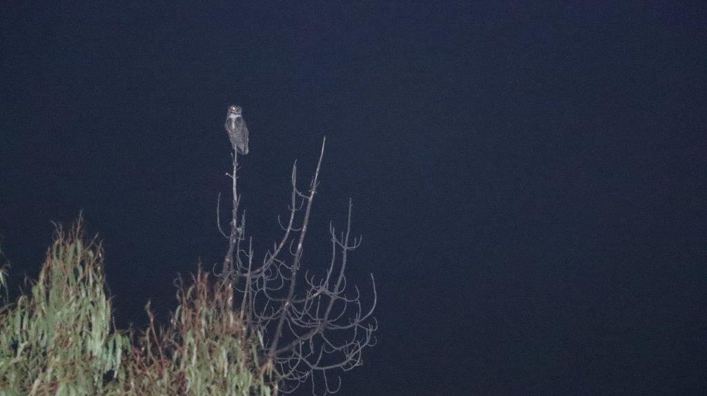 A owl perched on a tree branch

Description automatically generated