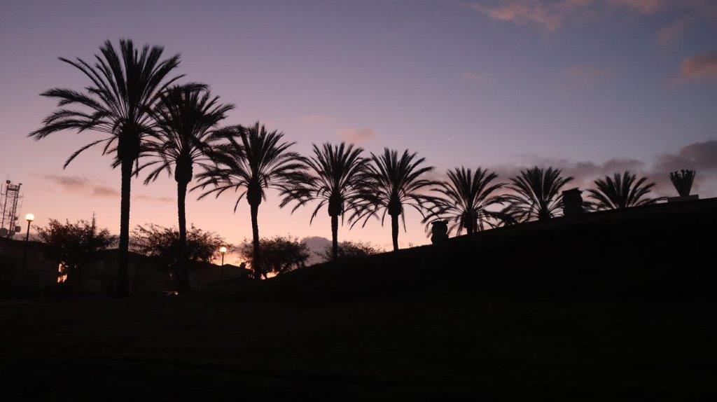 A group of palm trees on a hill

Description automatically generated