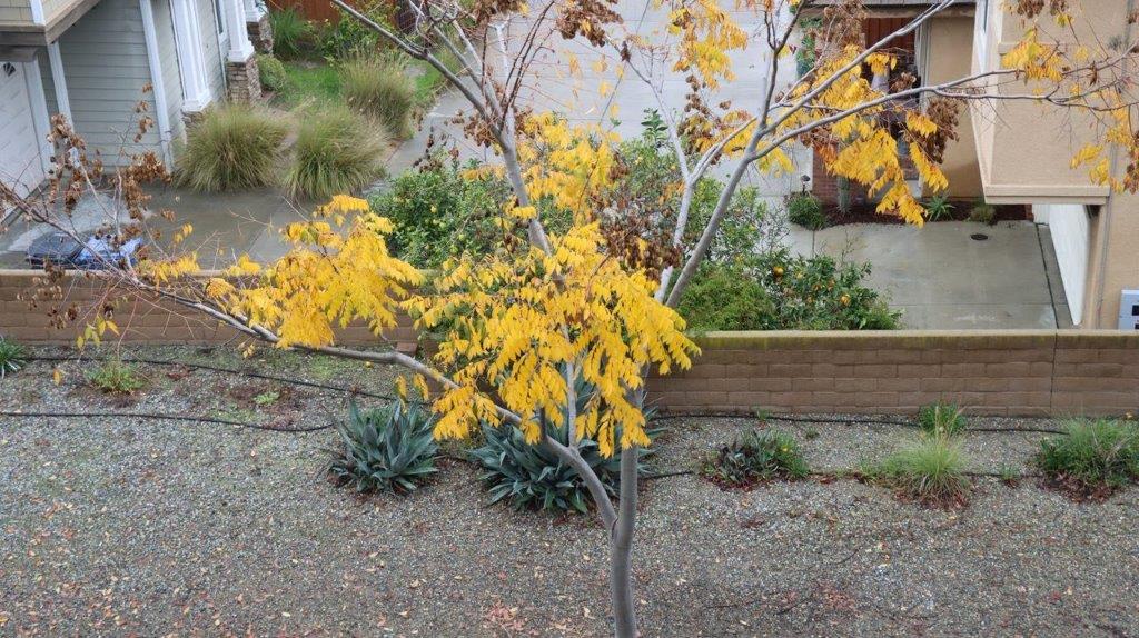 A tree with yellow leaves

Description automatically generated