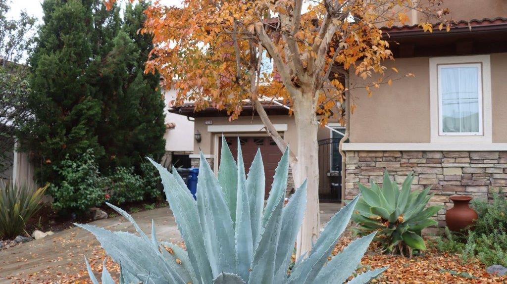 A house with a large plant

Description automatically generated