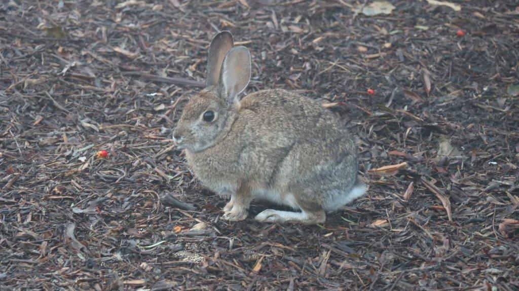 A rabbit sitting on the ground

Description automatically generated