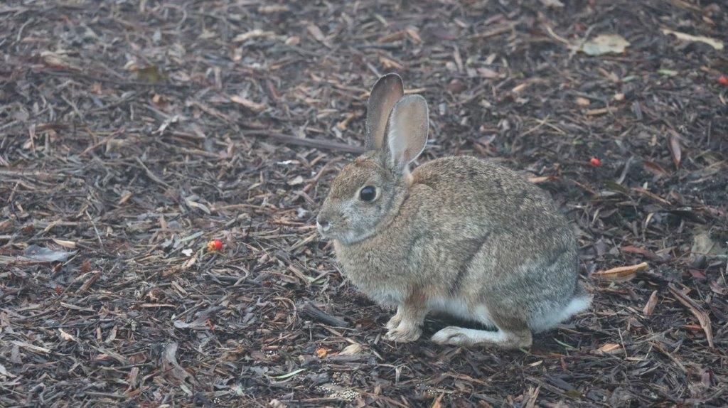 A rabbit sitting on the ground

Description automatically generated