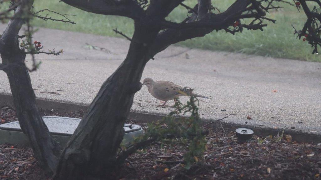 A bird standing on the sidewalk

Description automatically generated
