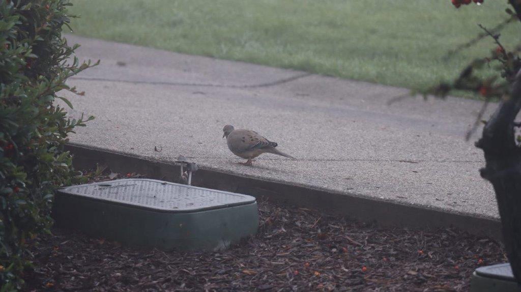 A bird on the sidewalk

Description automatically generated