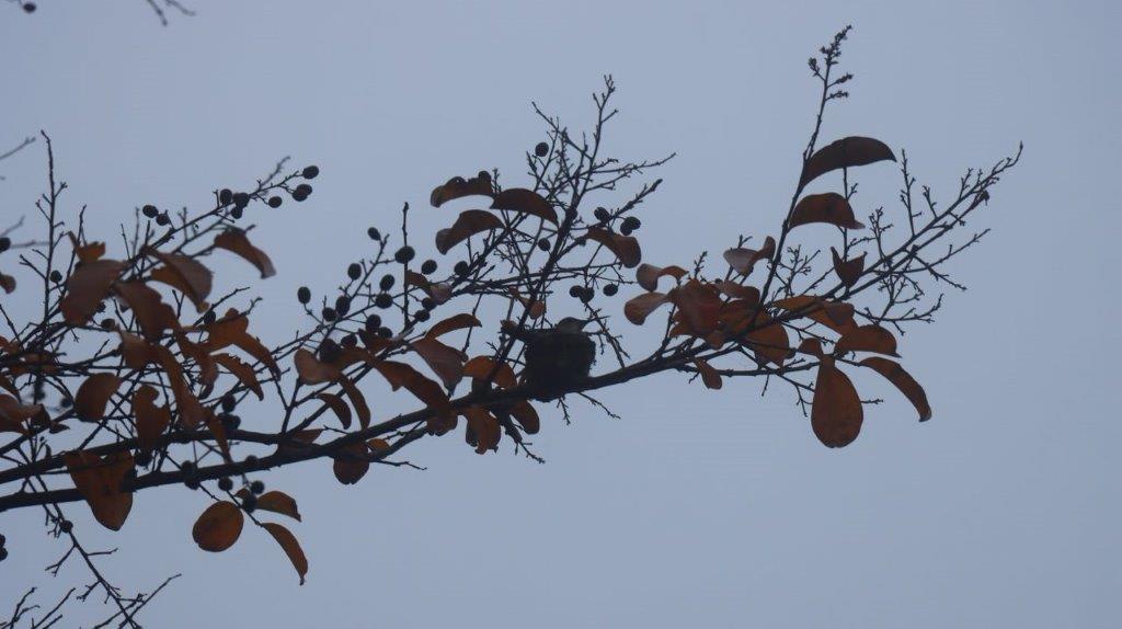 A tree branch with leaves

Description automatically generated