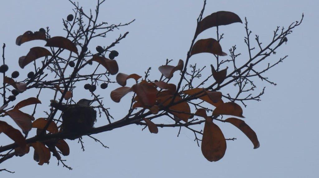 A bird on a tree branch

Description automatically generated