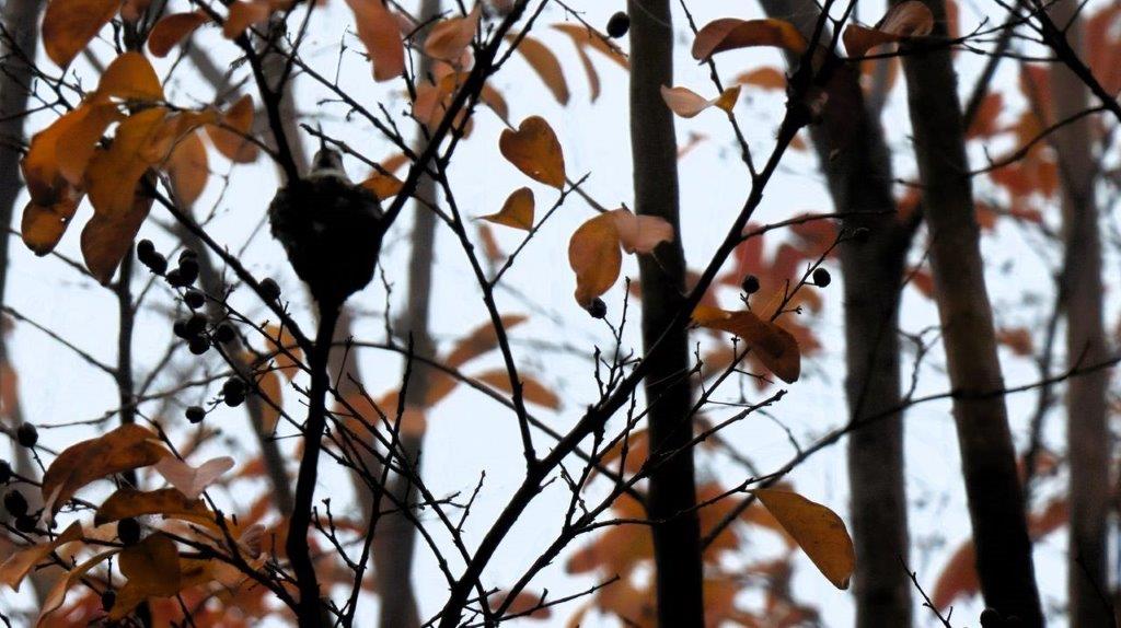 A close-up of a tree

Description automatically generated