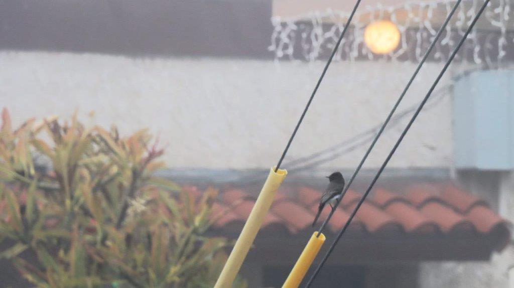 A bird perched on a wire

Description automatically generated