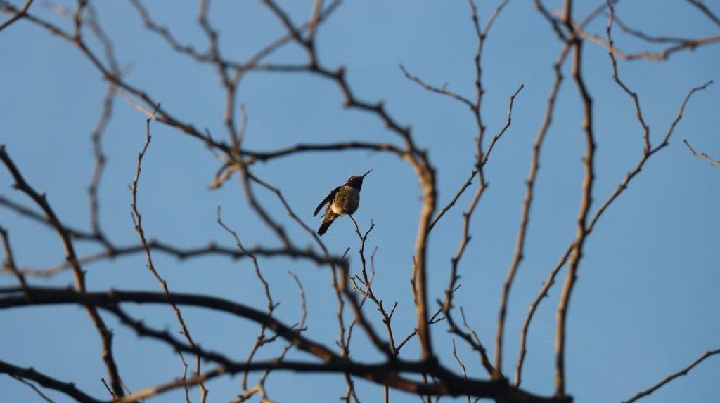 A bird in a tree

Description automatically generated