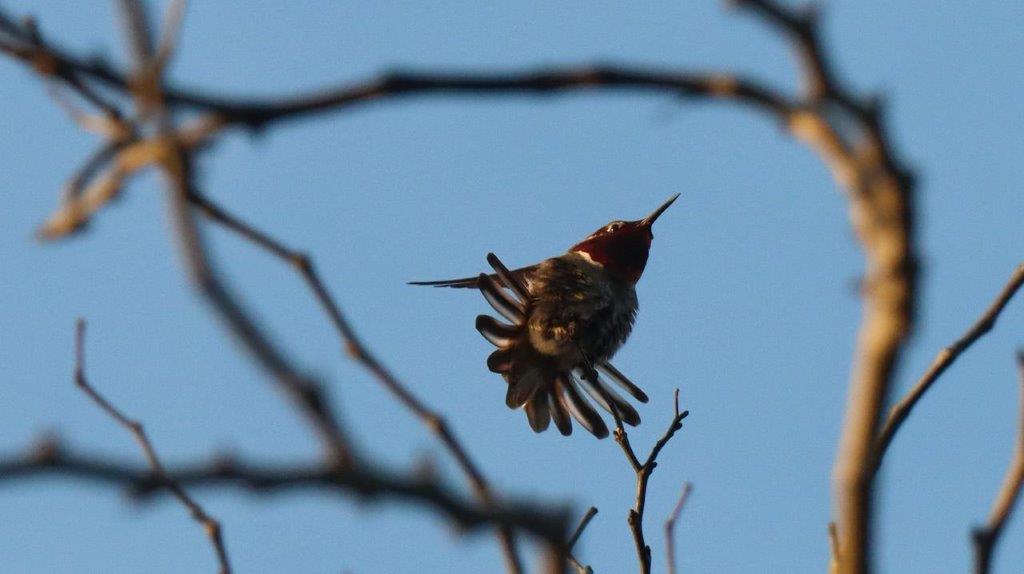 A bird flying in the air

Description automatically generated