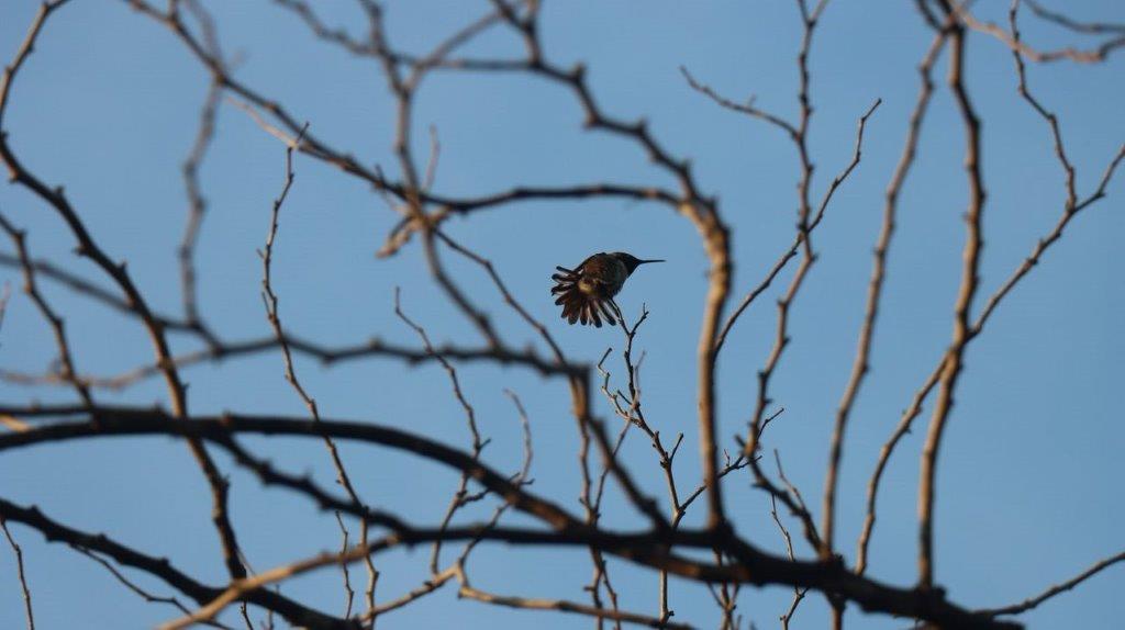 A bird flying in a tree

Description automatically generated