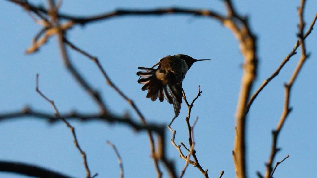 A bird flying in a tree

Description automatically generated