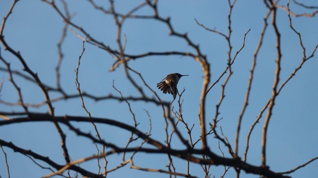 A bird flying in a tree

Description automatically generated