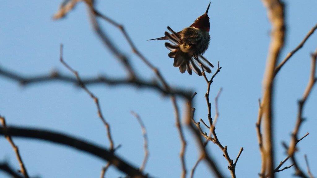 A bird flying in the air

Description automatically generated