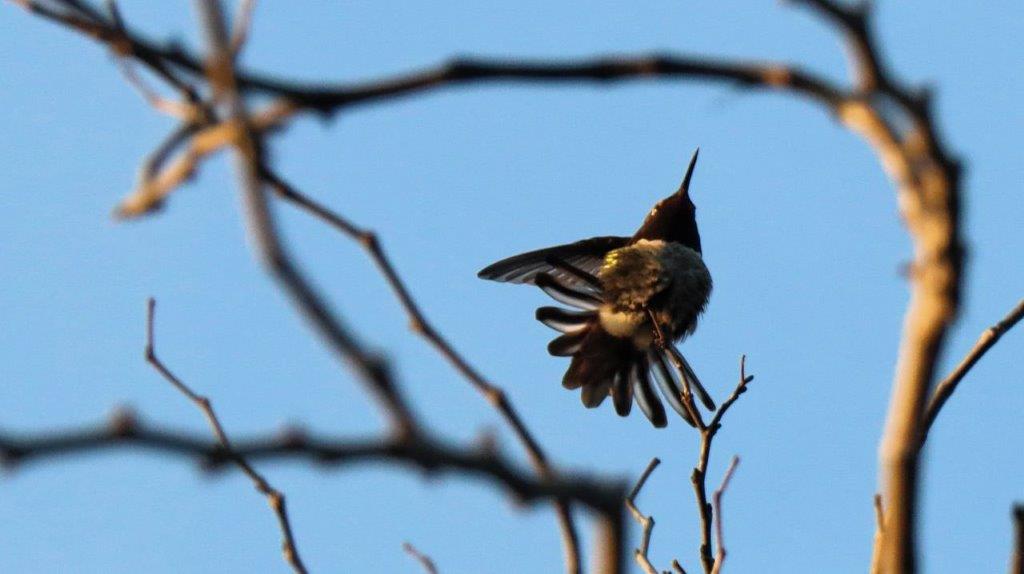 A bird flying in the air

Description automatically generated
