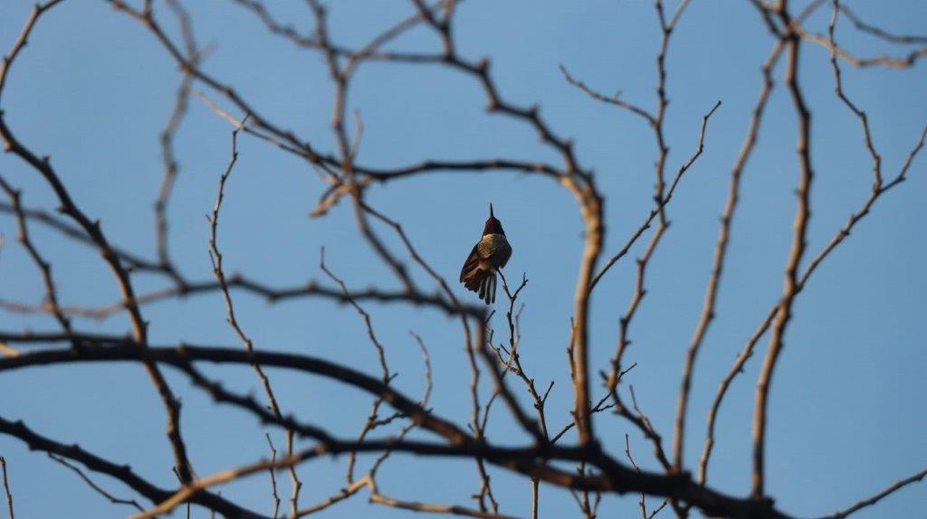 A bird sitting on a tree branch

Description automatically generated