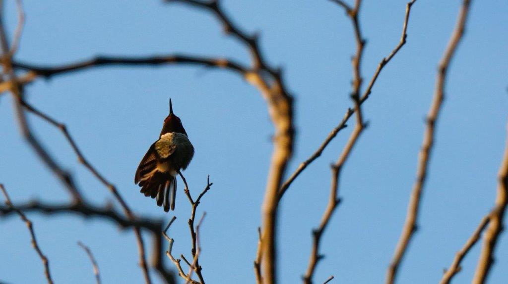 A bird perched on a branch

Description automatically generated