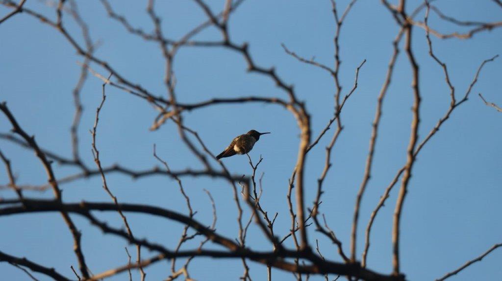 A bird sitting on a branch

Description automatically generated