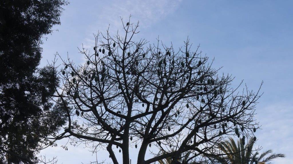 A tree with many branches

Description automatically generated