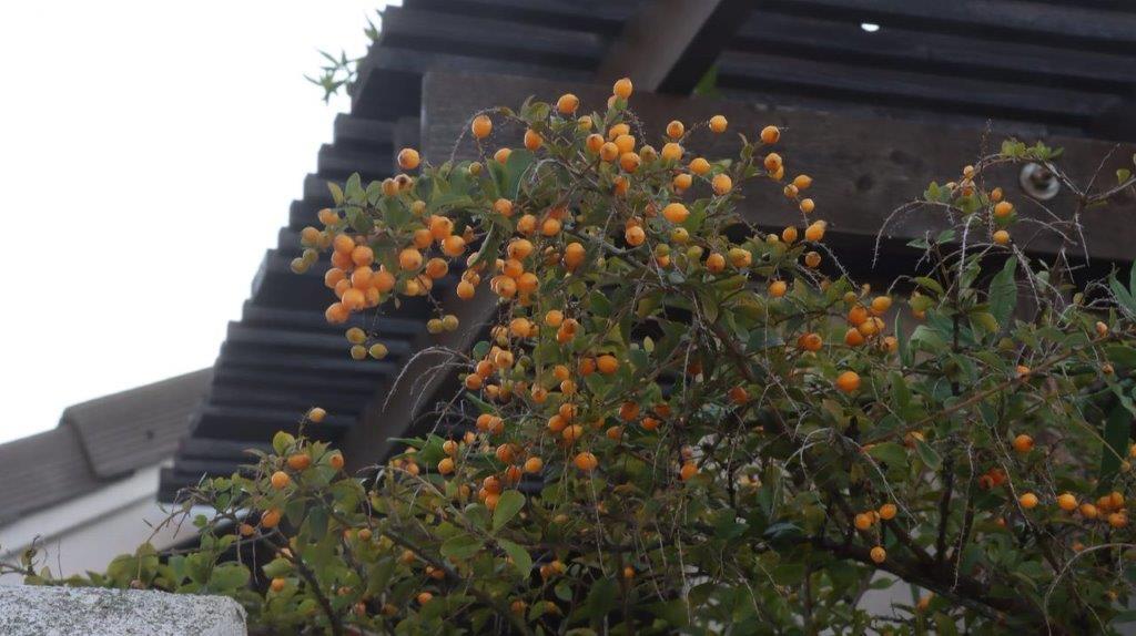 A tree with orange fruits

Description automatically generated