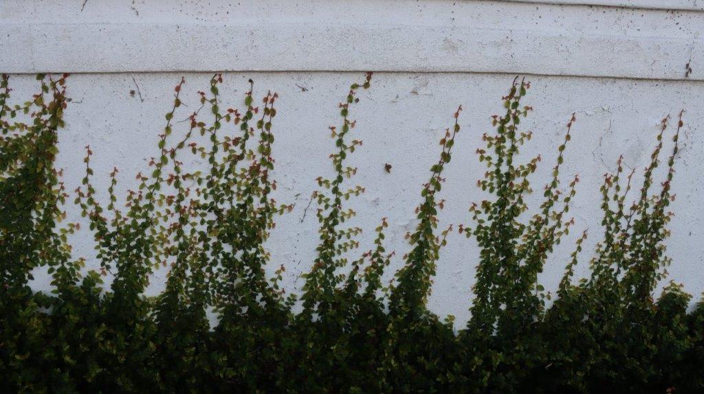 A close-up of a wall with green plants

Description automatically generated