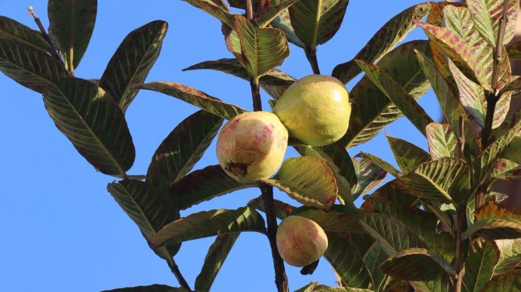 A close-up of a fruit on a tree

Description automatically generated