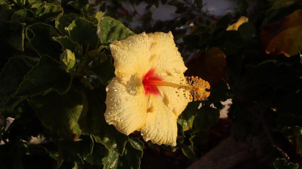 A yellow flower with red center

Description automatically generated