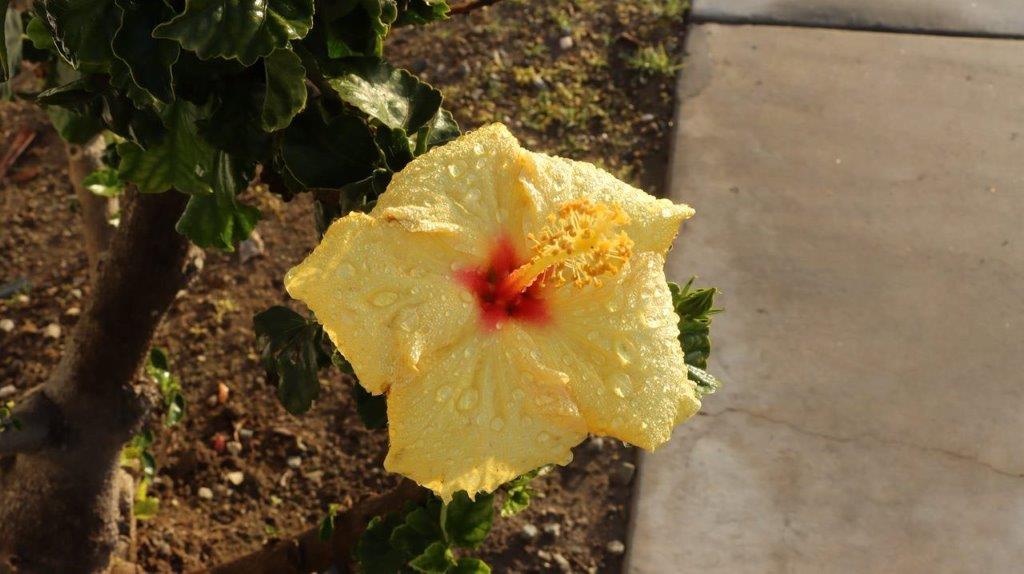 A yellow flower with a red center

Description automatically generated
