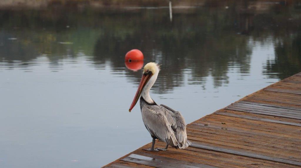 A bird standing on a dock

Description automatically generated