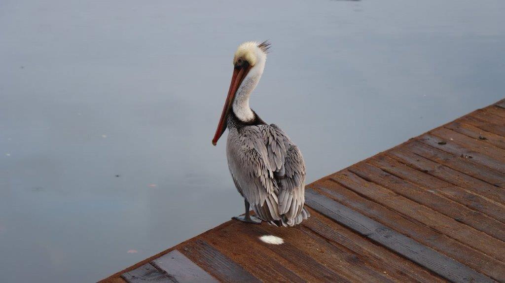 A bird standing on a dock

Description automatically generated