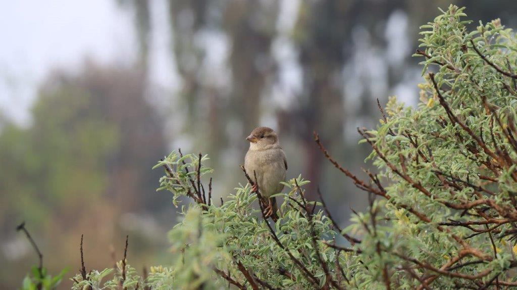 A bird sitting on a branch

Description automatically generated