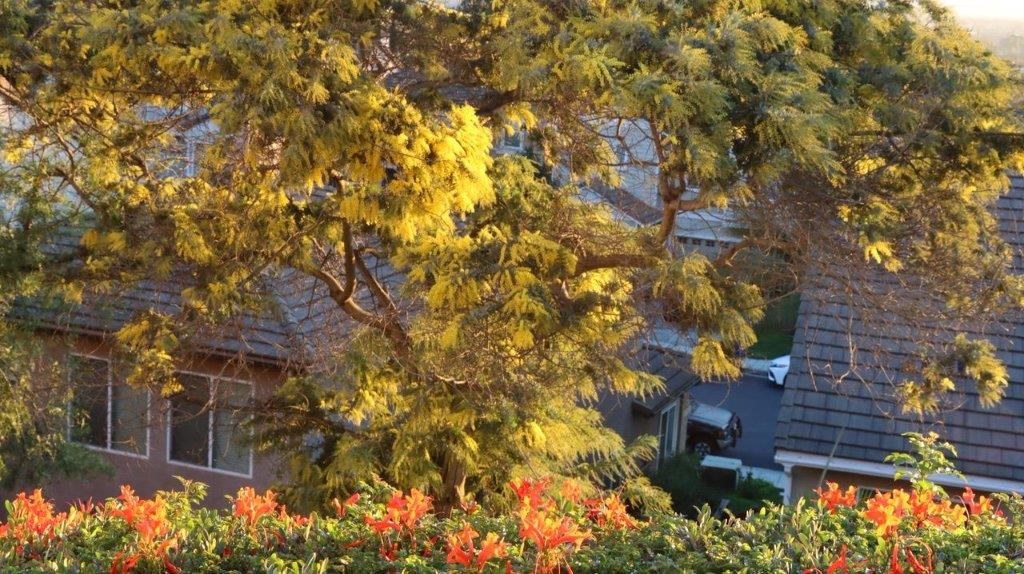A tree with yellow leaves

Description automatically generated
