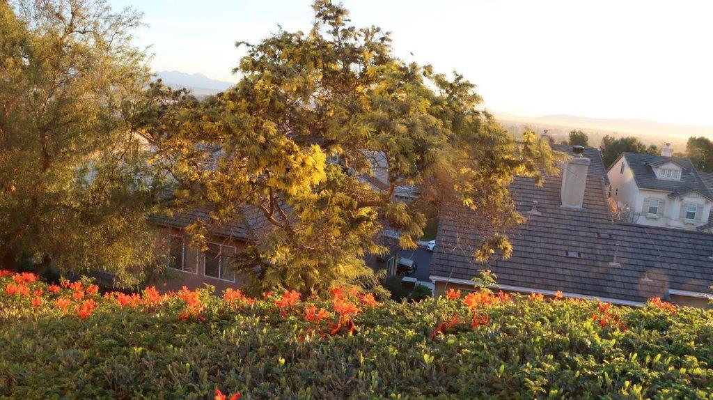A house with a tree and flowers

Description automatically generated