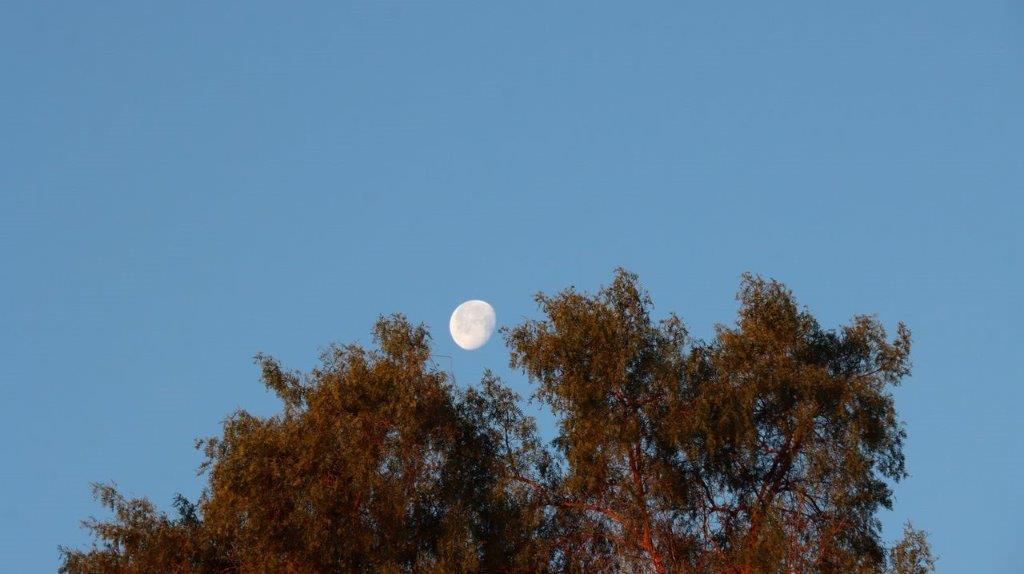 A moon in the sky above trees

Description automatically generated