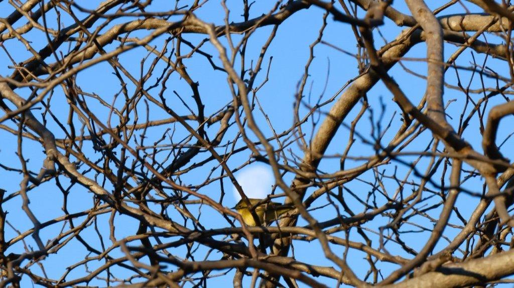A tree branches with a blue sky

Description automatically generated