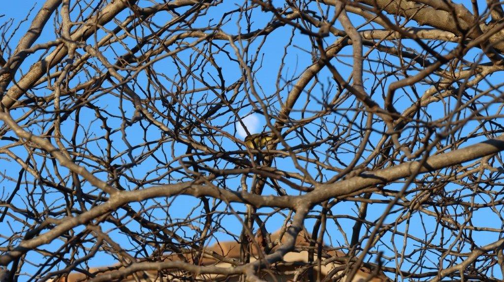 A tree with no leaves

Description automatically generated
