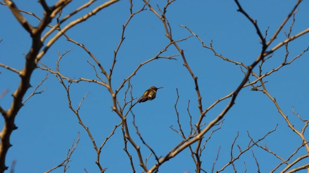 A bird sitting on a tree branch

Description automatically generated