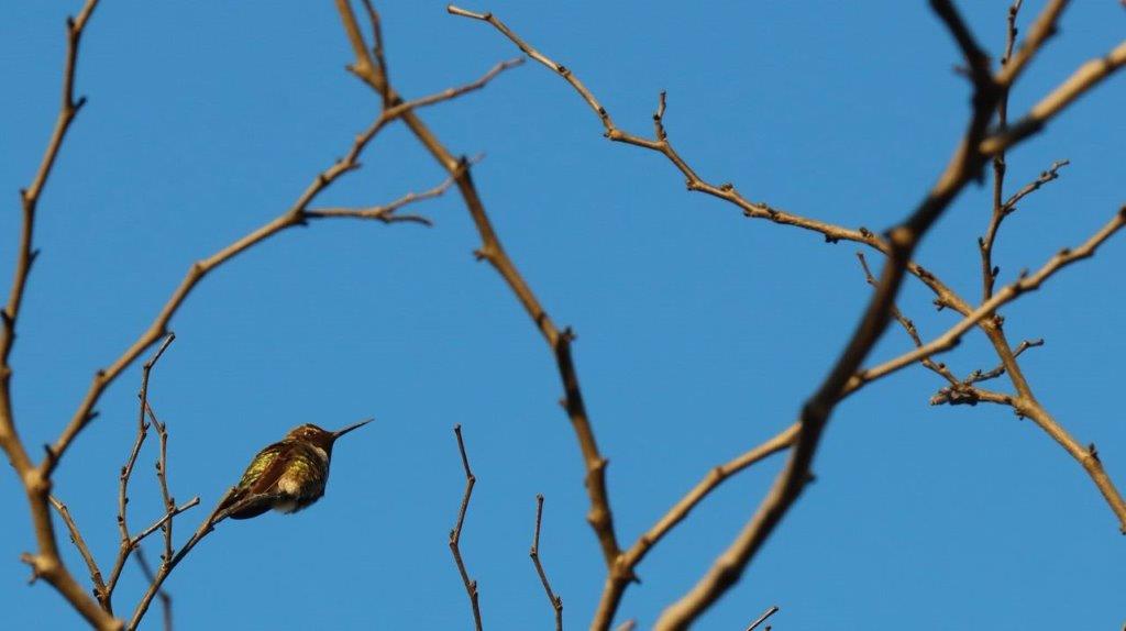 A bird flying in the air

Description automatically generated