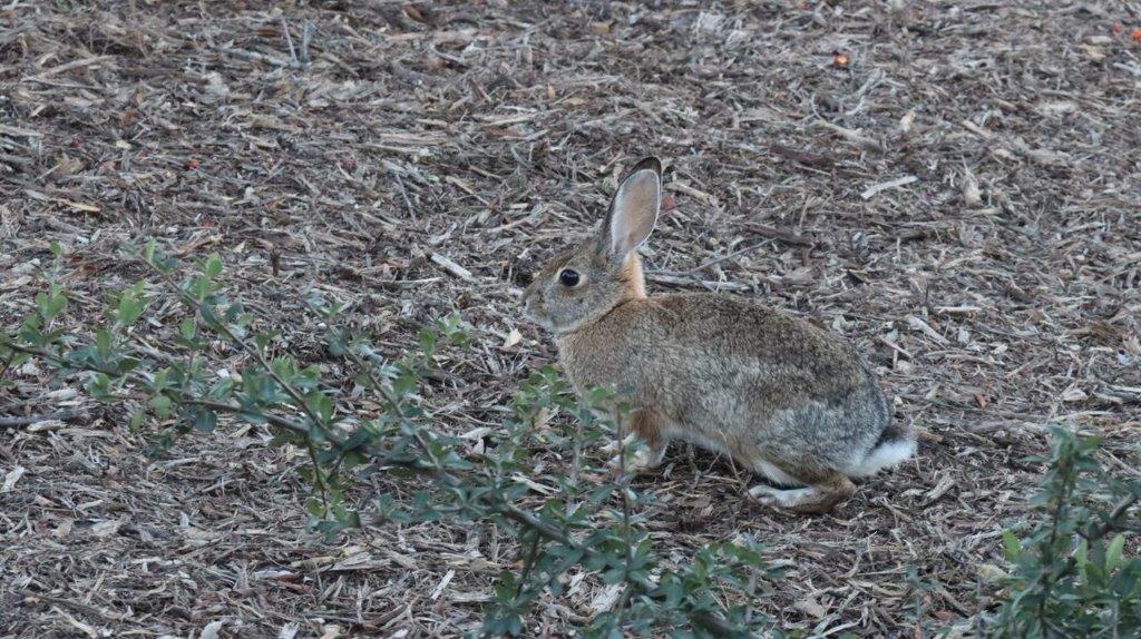 A rabbit sitting on the ground

Description automatically generated