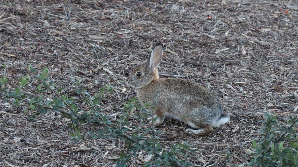 A rabbit on the ground

Description automatically generated