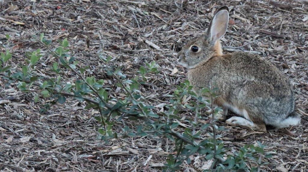 A rabbit in the ground

Description automatically generated