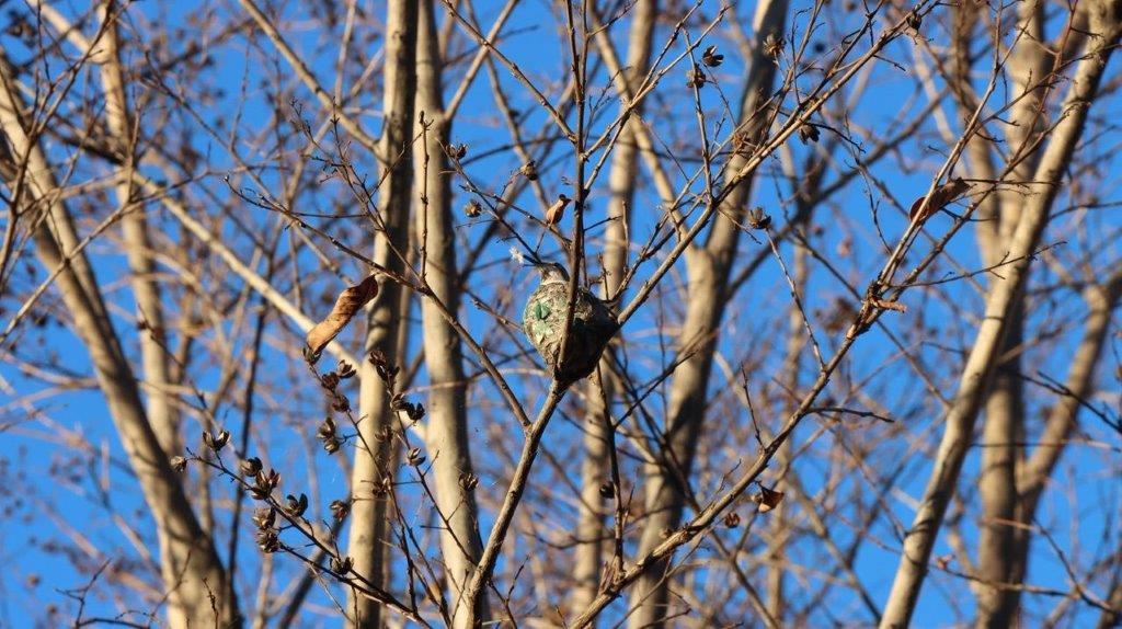 A bird on a tree branch

Description automatically generated