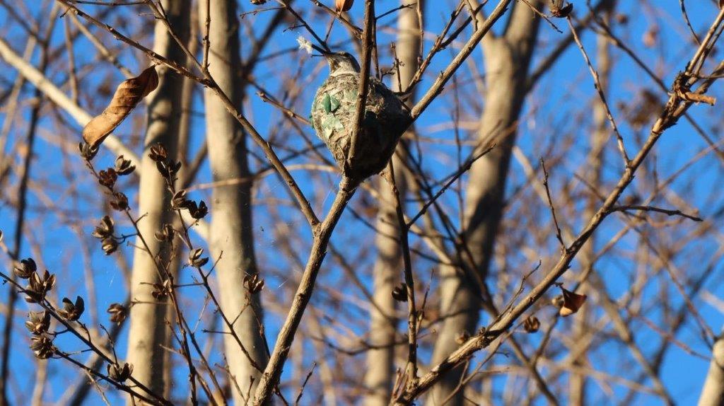 A bird on a tree branch

Description automatically generated