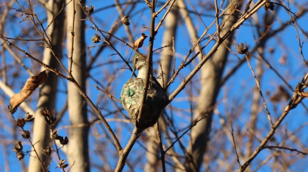 A bird in a tree

Description automatically generated