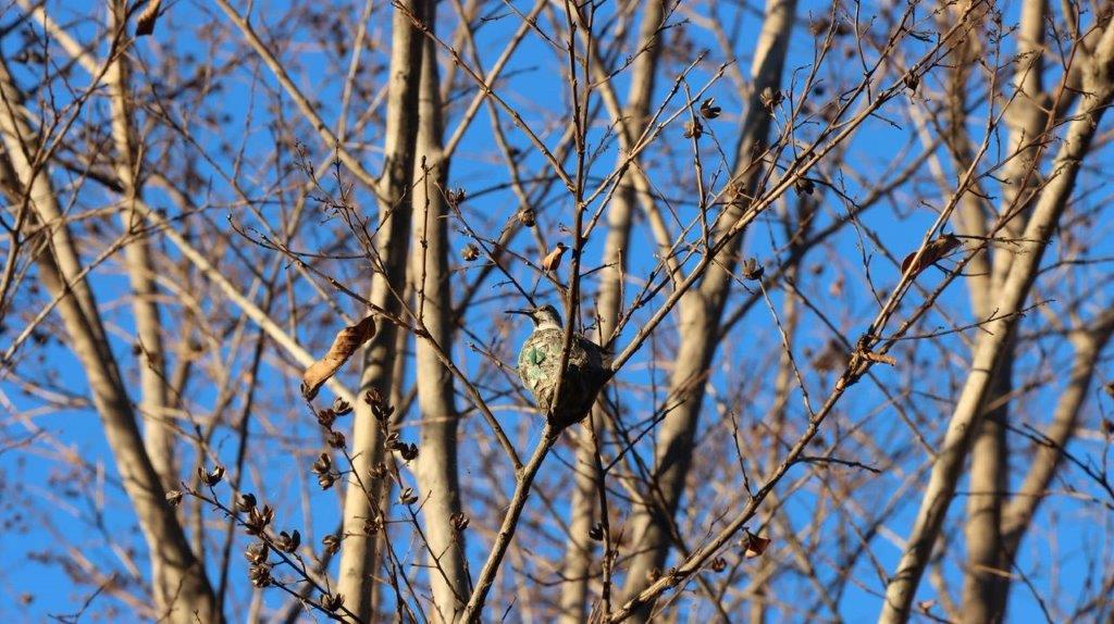 A bird on a tree branch

Description automatically generated