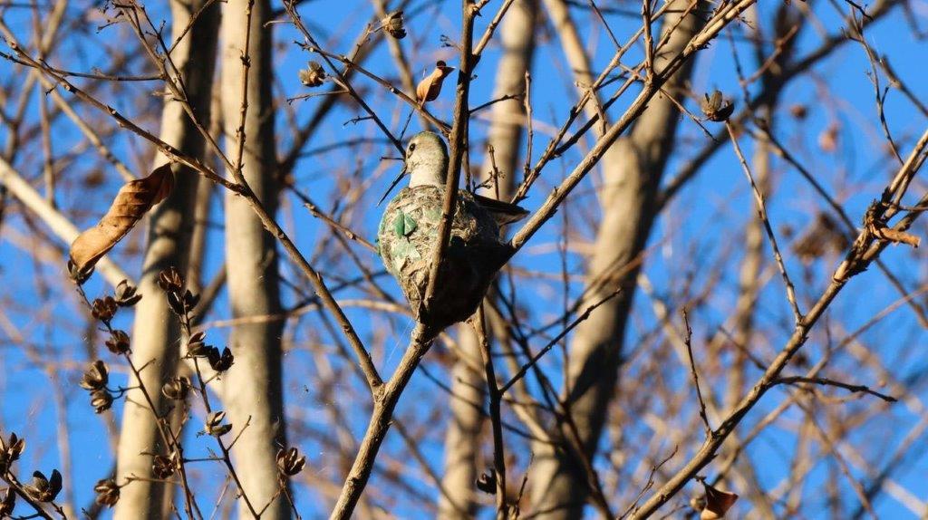 A bird sitting on a tree branch

Description automatically generated
